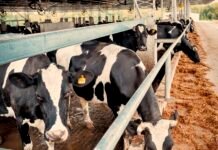 En Expoagro, la provincia anunció créditos con tasa bonificada a productores y pymes