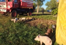 Incendio en granjas de cerdos en Entre Ríos: sofocaron las llamas y rescataron animales