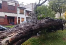Las lluvias y los vientos tiraron un árbol de gran tamaño sobre un auto en Paraná