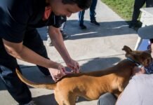 Conocé el cronograma de castraciones, vacunación antirrábica y desparasitación en mayo