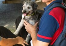 El quirófano móvil de Salud Animal del Municipio estará esta semana en dos puntos de la ciudad