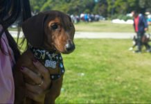 El Municipio continúa con los operativos de Salud Animal en distintos barrios de la ciudad