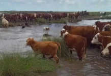 Productores de Entre Ríos ya trasladan sus animales ante la llegada de “El Niño”