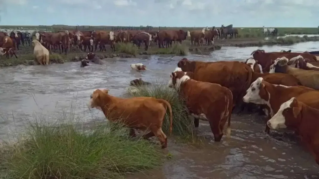 inundaciones-vacas-ganado-traslado